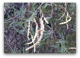 Mesquite pods, list of high protein foods