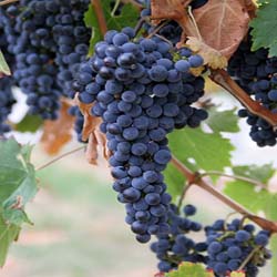 Grape seed extract