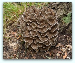 Hen of the woods